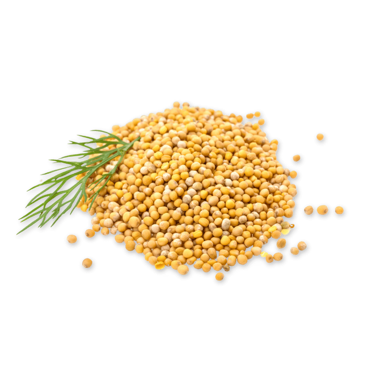 Mustard Seeds(Sarso)